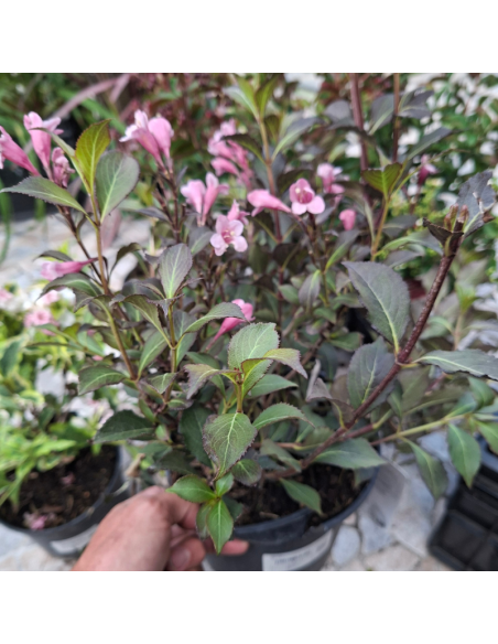 Weigela nain à feuillage pourpre - Weigela Florida Nana Purpurea