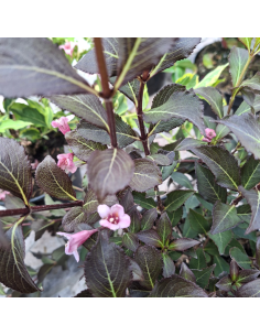 Weigela nain à feuillage pourpre - Weigela Florida Nana... 2