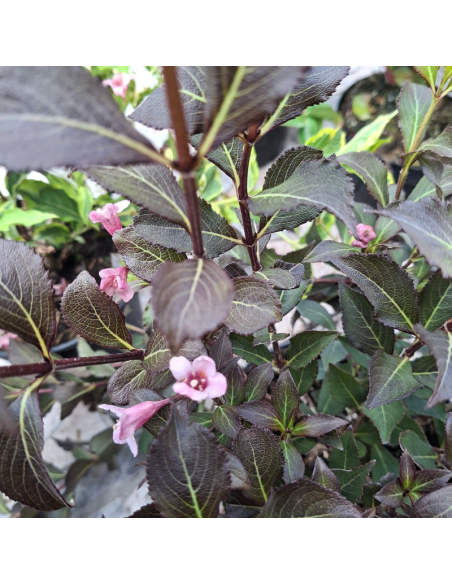 Weigela nain à feuillage pourpre - Weigela Florida Nana Purpurea