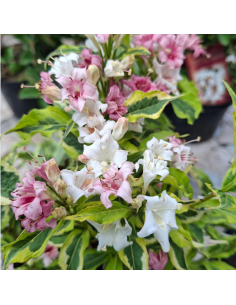 copy of Weigela nain à feuillage panaché - Weigela...