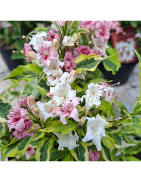 Weigela nain à feuillage panaché - Weigela Florida Nana Variegata