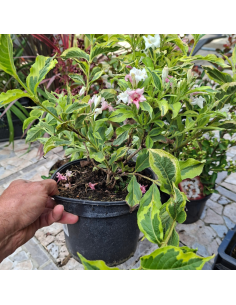 copy of Weigela nain à feuillage panaché - Weigela... 2