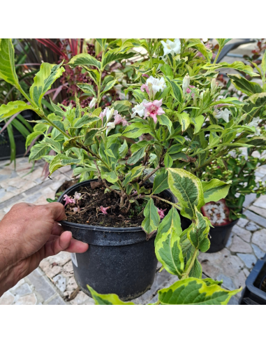 copy of Weigela nain à feuillage panaché -...