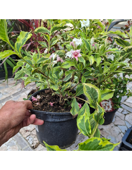 Weigela nain à feuillage panaché - Weigela Florida Nana Variegata