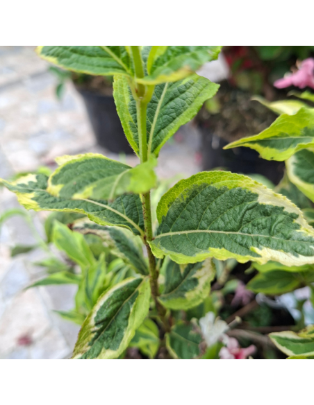 copy of Weigela nain à feuillage panaché - Weigela Florida Nana Variegata