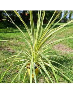 Cordyline Australis Lime Passion