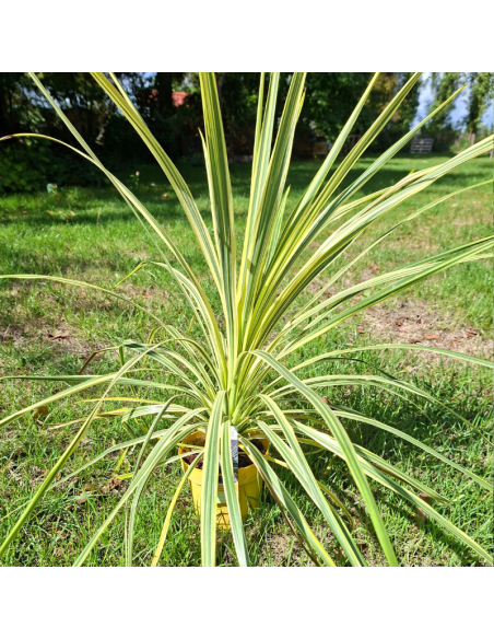 Cordyline Australis Lime Passion