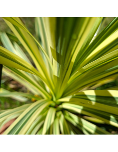 Cordyline Australis Lime Passion 2
