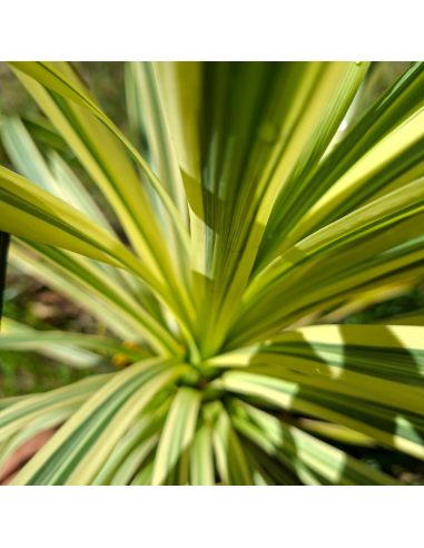 Cordyline Australis Lime Passion