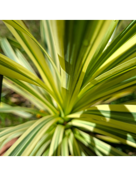 Cordyline Australis Lime Passion