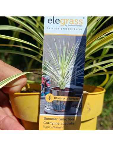 Cordyline Australis Lime Passion