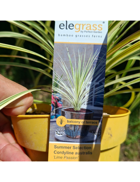 Cordyline Australis Lime Passion