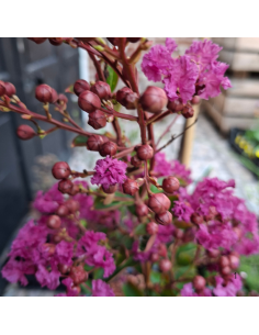 Lilas des Indes Violet - Lagerstroemia Indica