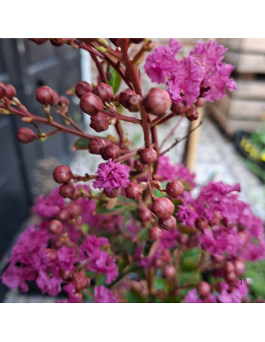 Lilas des Indes Violet - Lagerstroemia Indica