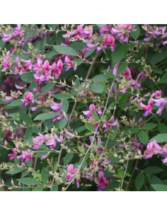 Trèfle en arbre - Lespedeza Thunbergii