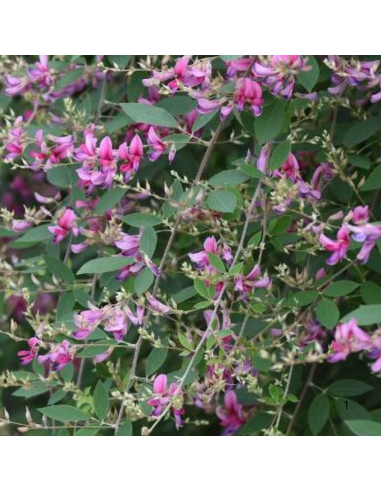 Trèfle en arbre - Lespedeza Thunbergii