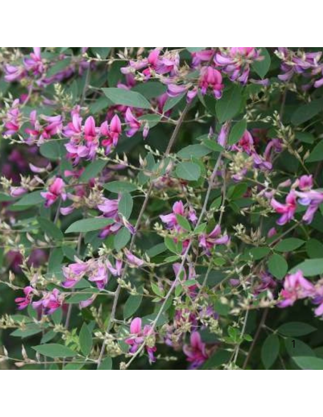 Trèfle en arbre - Lespedeza Thunbergii