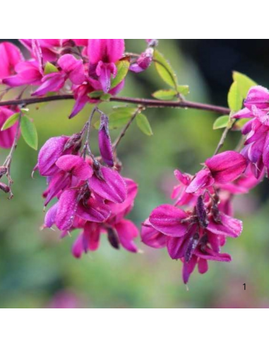 Trèfle en arbre - Lespedeza Thunbergii