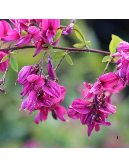 Trèfle en arbre - Lespedeza Thunbergii