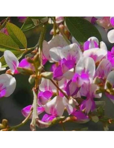 Trèfle en arbre Edo Shibori - Lespedeza thunbergii Edo... 2