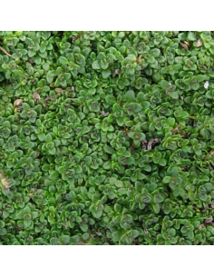 Thym serpolet Elfin - Thymus hybride Elfin