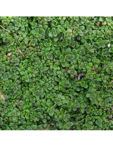 Thym serpolet Elfin - Thymus hybride Elfin