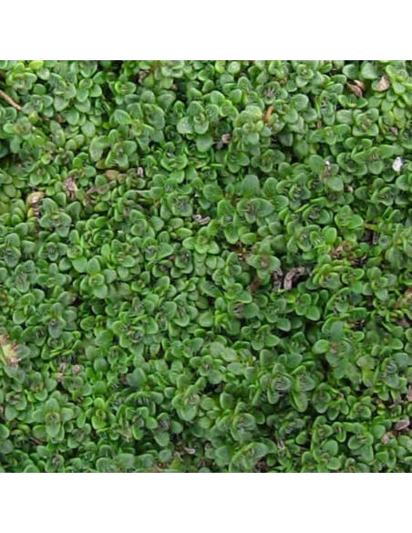 Thym serpolet Elfin - Thymus hybride Elfin