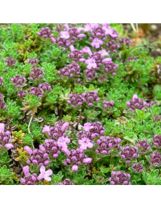 Thym serpolet Elfin - Thymus hybride Elfin 2