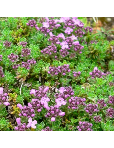 Thym serpolet Elfin - Thymus hybride Elfin