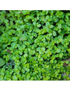Helxine - Soleirolia soleirolii