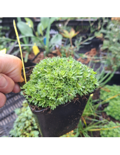 Saxifrage Pixie