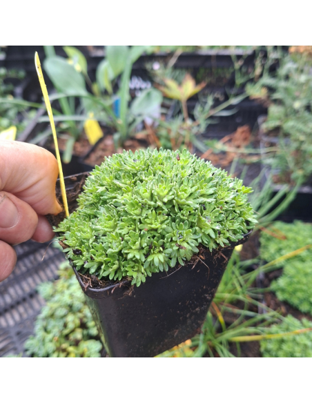 Saxifrage Pixie