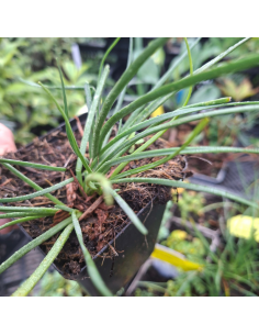 Ail glauque - Allium Senescens