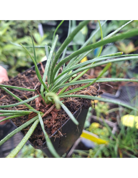 Ail glauque - Allium Senescens