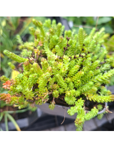 Orpin de Bologne - Sedum Sexangulare