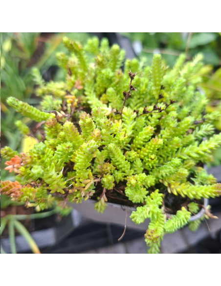 Orpin de Bologne - Sedum Sexangulare