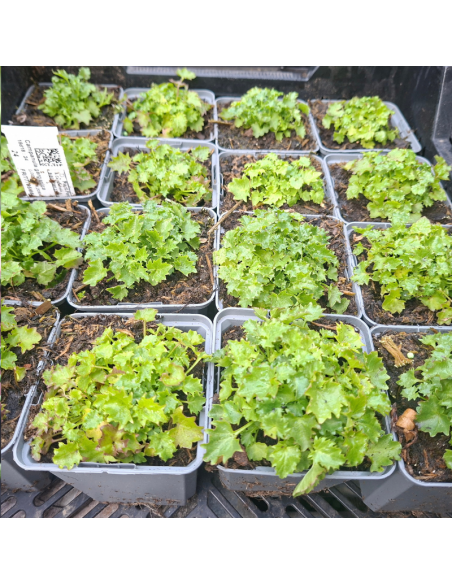 Campanule étoilée - Campanula Garganica