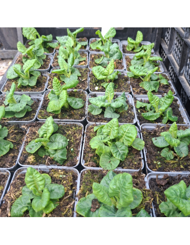 Primevère officinale - Primula Veris