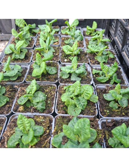 Primevère officinale - Primula Veris