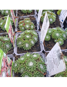 Joubarbe toile d'araignée - Sempervivum arachnoideum