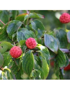 Cornus Kousa Chinensis 2