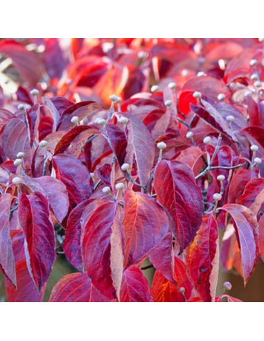 Cornus Kousa Chinensis