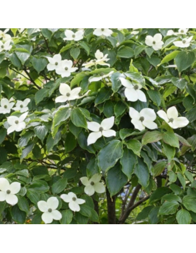 Cornus Kousa Teutonia