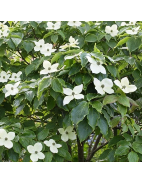 Cornus Kousa Teutonia