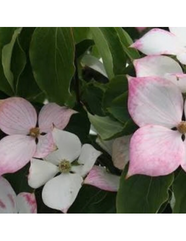 Cornus Kousa Teutonia
