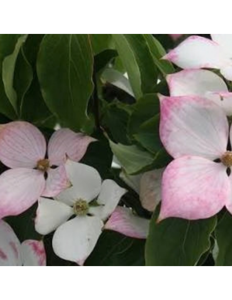 Cornus Kousa Teutonia