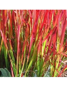 Imperata cylindrica "Red baron" 2