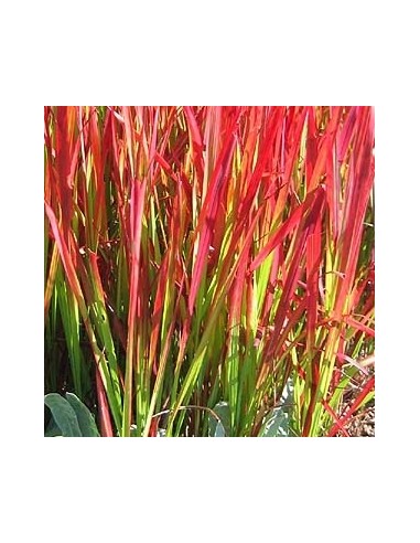Imperata cylindrica "Red baron" Imperata cylindrica "Red baron"