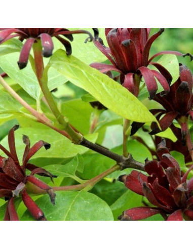 Arbre aux anémones - Calycanthus Floridus