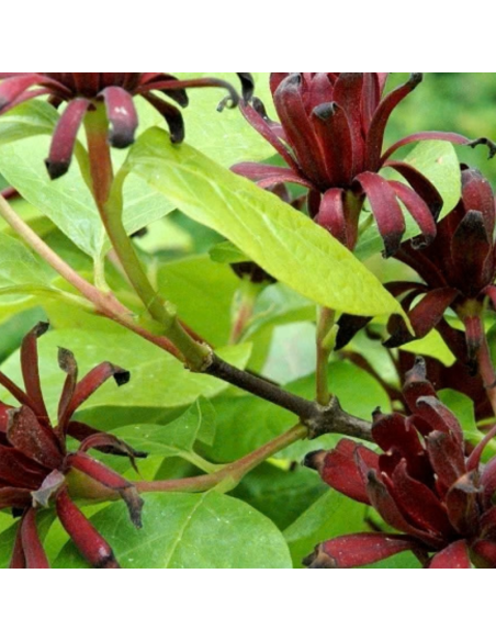 Arbre aux anémones - Calycanthus Floridus